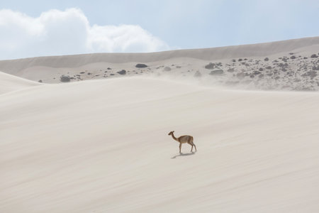 Wild vicunas on the sand dunes in Argentina, South Americaの写真素材