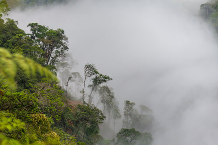 Plants in the beautiful green tropical jungle in Bolivia, South America