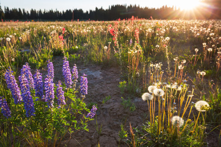 Mountain meadow in sunny day. Natural summer landscape.