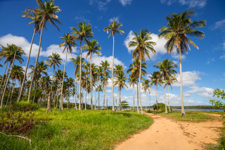 Palm plantation on tropical islandの写真素材
