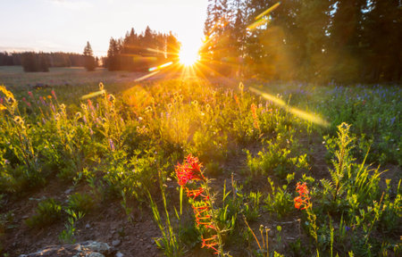 Sunny day on the flowers meadow. Beautiful natural background. Wild plants in nature.の写真素材