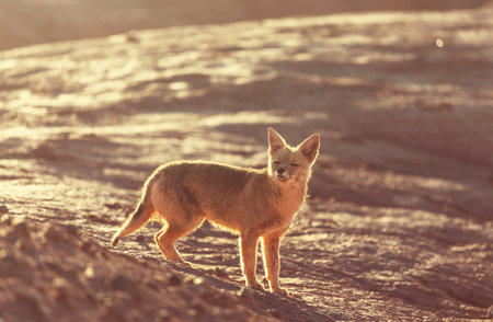 South American gray fox (Lycalopex griseus), Patagonian fox, in Patagonia mountainsの写真素材