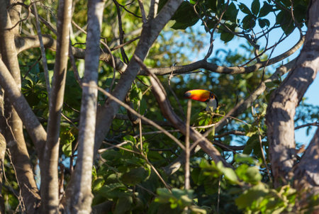 Tucan in the tropical forest in Brazilの写真素材
