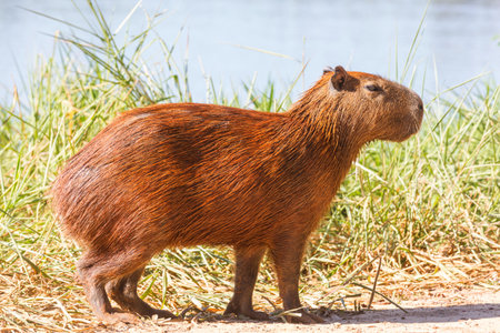 Capybara in the Pantanal, Brazil, South Americaの写真素材
