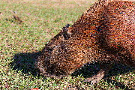 Capybara in the Pantanal, Brazil, South Americaの写真素材