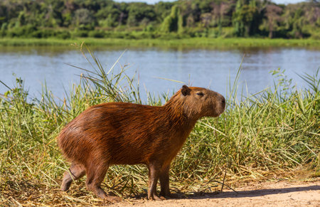 Capybara in the Pantanal, Brazil, South Americaの写真素材