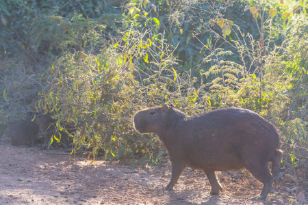 Capybara in the Pantanal, Brazil, South Americaの写真素材