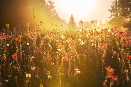 Sunny day on the flowers meadow. Beautiful natural background. Wild plants in nature.の写真素材