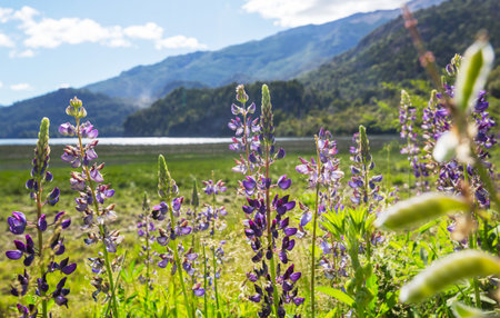 Beautiful wildflowers on a green meadow in summer season. Natural background.の写真素材