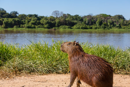 Capybara in the Pantanal, Brazil, South America