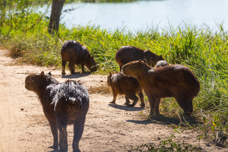 Capybara in the Pantanal, Brazil, South Americaの写真素材