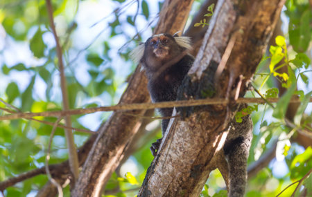 Brazilian titi monkey on the tree