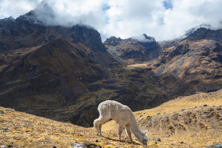 Cute alpaca in Andes, Bolivia, South Americaの写真素材
