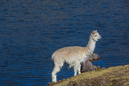 Cute alpaca in Andes, Bolivia, South Americaの写真素材
