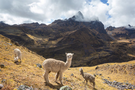Cute alpaca in Andes, Bolivia, South America