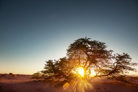 desert at sunrise, Chile, Atacamaの写真素材