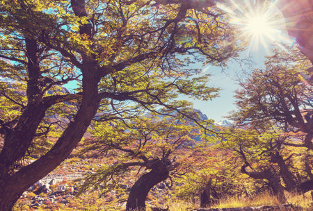 Colorful autumn leaves in a sunny forest. Autumn natural backgroundの写真素材
