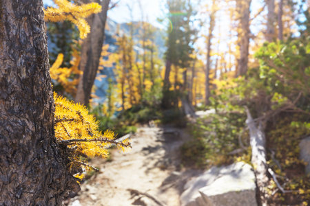 Beautiful golden larches in mountains, Fall season.の写真素材
