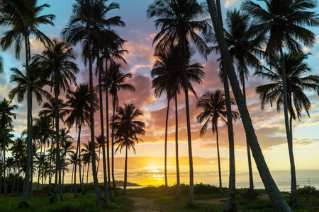Beautiful summer landscapes  on the tropical beach. Vacation background.の写真素材