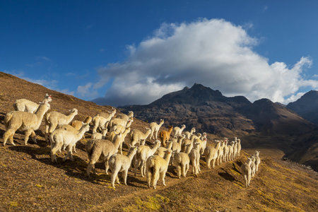Cute alpaca in Andes, Bolivia, South Americaの写真素材