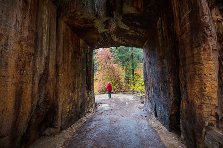 A tunnel cut through a giant sequoia tree in Yosemite National Park, California, USAの写真素材