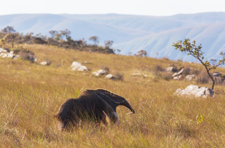 Anteater in Brazilian Pantanal, South Americaの写真素材