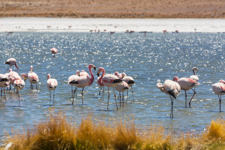 Flamingo in the lake of Bolivian Altiplano wildlife nature wildernessの写真素材