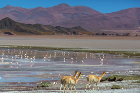 Wild vicunas on the sand dunes in Argentina, South Americaの写真素材