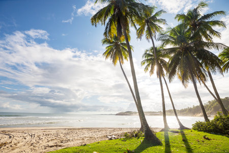 Beautiful summer landscapes  on the tropical beach. Vacation background.の写真素材