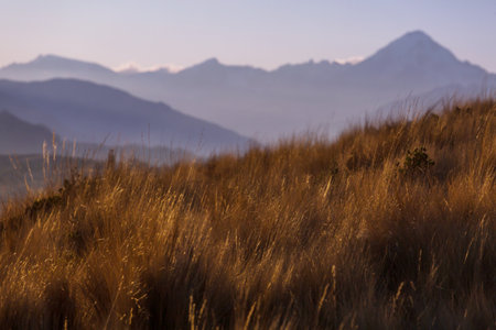 Mountain meadow in sunny day. Natural summer landscape.