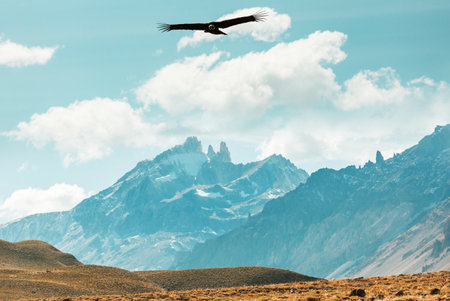Flying condor in thePatagonia, South Americaの写真素材
