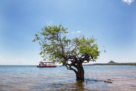 Wooden boat on the river, Brazilの写真素材
