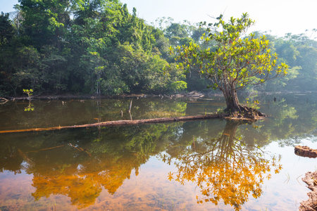Green landscapes in Amazonia jungle