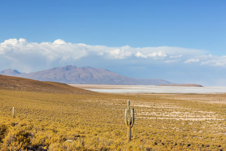 Big cactus fforest in  Altiplano, Chile.. Unusual natural landscapes deserted solar travel South...