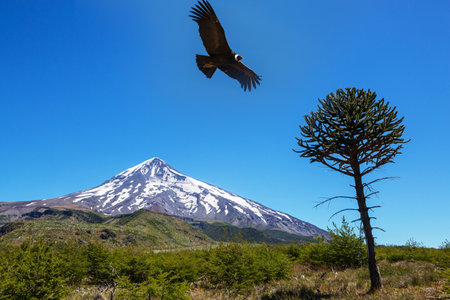 Flying condor in South Americaの写真素材