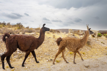 Llama in the pasture in Peru, South Americaの写真素材