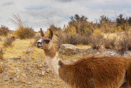 Llama in the pasture in Peru, South Americaの写真素材