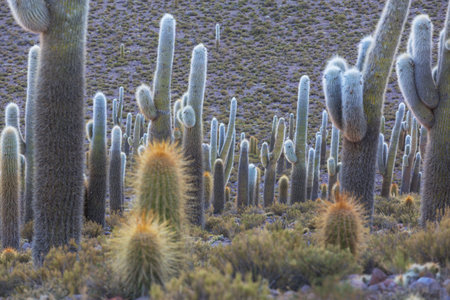 Giant cactus forest in  Altiplano, Chile.. Surreal natural landscapes in Northern Chile, Atacama region, South Americaの写真素材