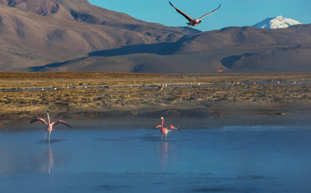 Flamingos flying on Altiplano, South Americaの写真素材