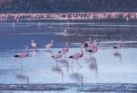 Flamingos on Altiplano, South Americaの写真素材