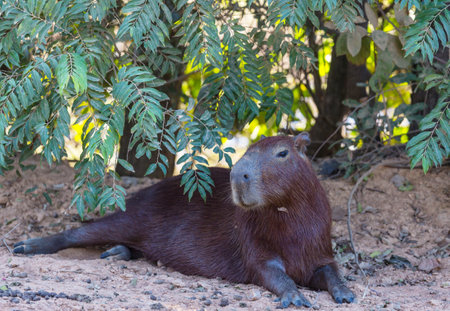 Capybara in the Pantanal, Brazil, South Americaの写真素材