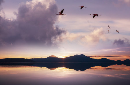 Flamingos flying on Altiplano, South Americaの写真素材