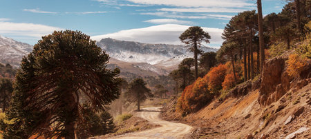Unusual Araucaria (Araucaria araucana) trees in Andes mountains, Chileの写真素材
