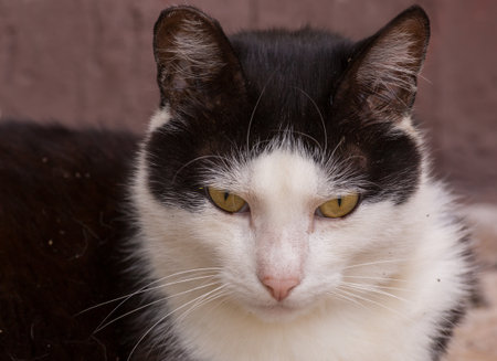 Pretty adult domestic cat  in homeの写真素材