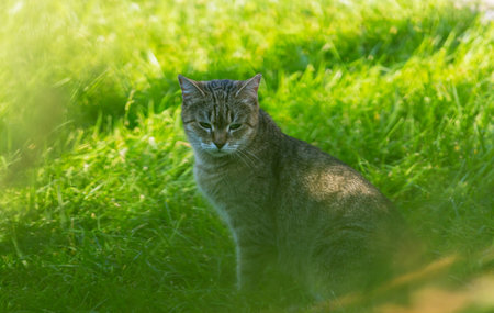 Cat in the green grass in spring seasonの写真素材