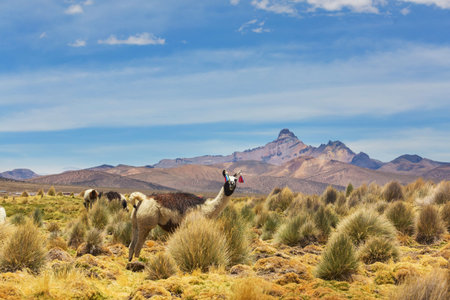 Llama in the pasture in Peru, South Americaの写真素材