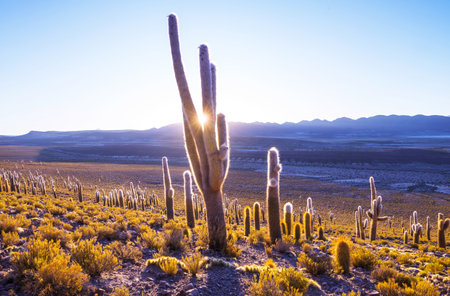 Giant cactus forest in  Altiplano, Chile.. Surreal natural landscapes in Northern Chile, Atacama region, South Americaの写真素材