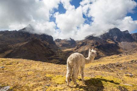 Cute alpaca in Andes, Bolivia, South Americaの写真素材