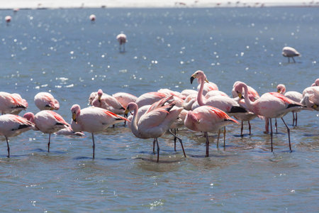 Flamingo in the lake of Bolivian Altiplano wildlife nature wildernessの写真素材