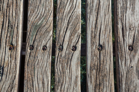 Wood texture background, araucaria cortexの写真素材